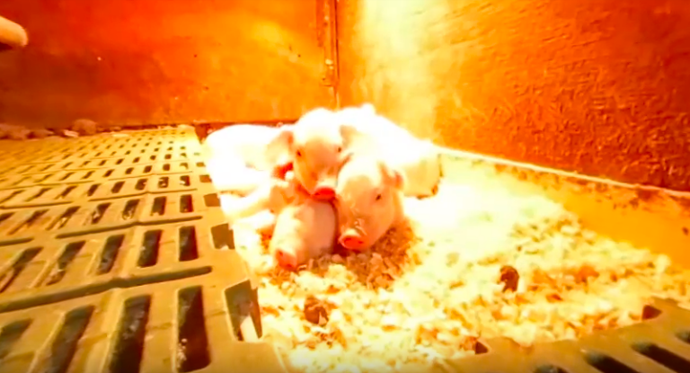 Новозеландские зоозащитники показывают сферические видео с животноводческих фабрик