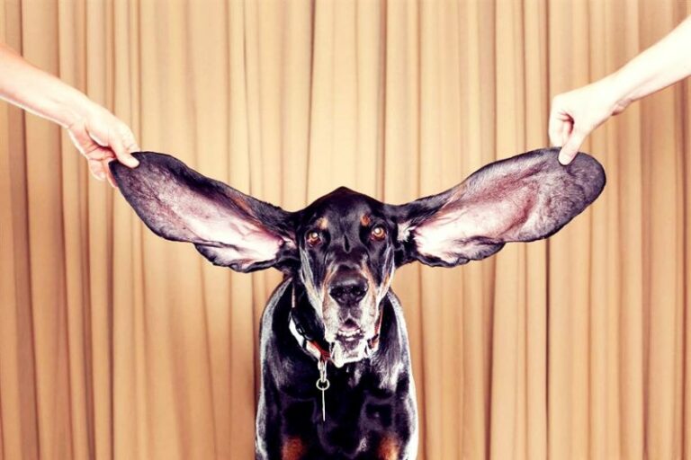 Пространственный звук — теперь бесплатно: Facebook купила Two Big Ears