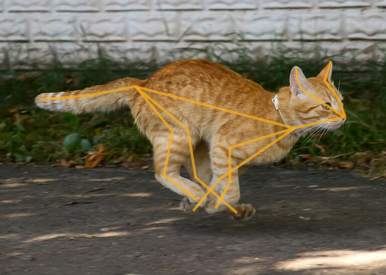 Фреймворк Apple Vision научили скелетному трекингу кошек и собак