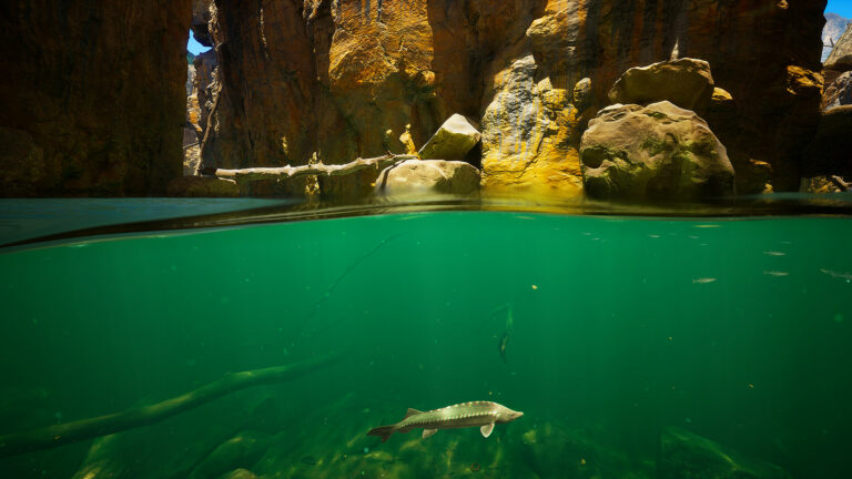 Красивый симулятор дайвинга Subside выходит в Steam