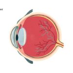 Имплант компьютерного зрения Blindsight от Neuralink должен подарить зрение слепым