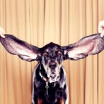 Пространственный звук — теперь бесплатно: Facebook купила Two Big Ears