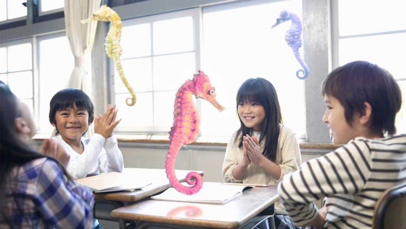 seahorses_1136.0