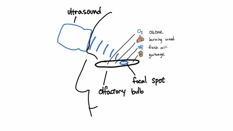 Учёные разработали способ передавать запахи в мозг с помощью ультразвука