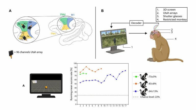Пластичные нейроинтерфейсы помогут управлять инвалидными колясками и протезами